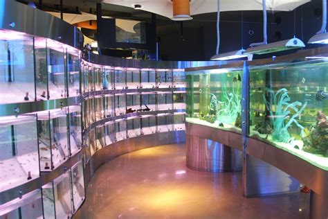 fish store near me|Art of Aquaria .